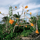 Illustration for article titled Artist's Trash Exhibitions Depict A Planet Colonized By Plastic